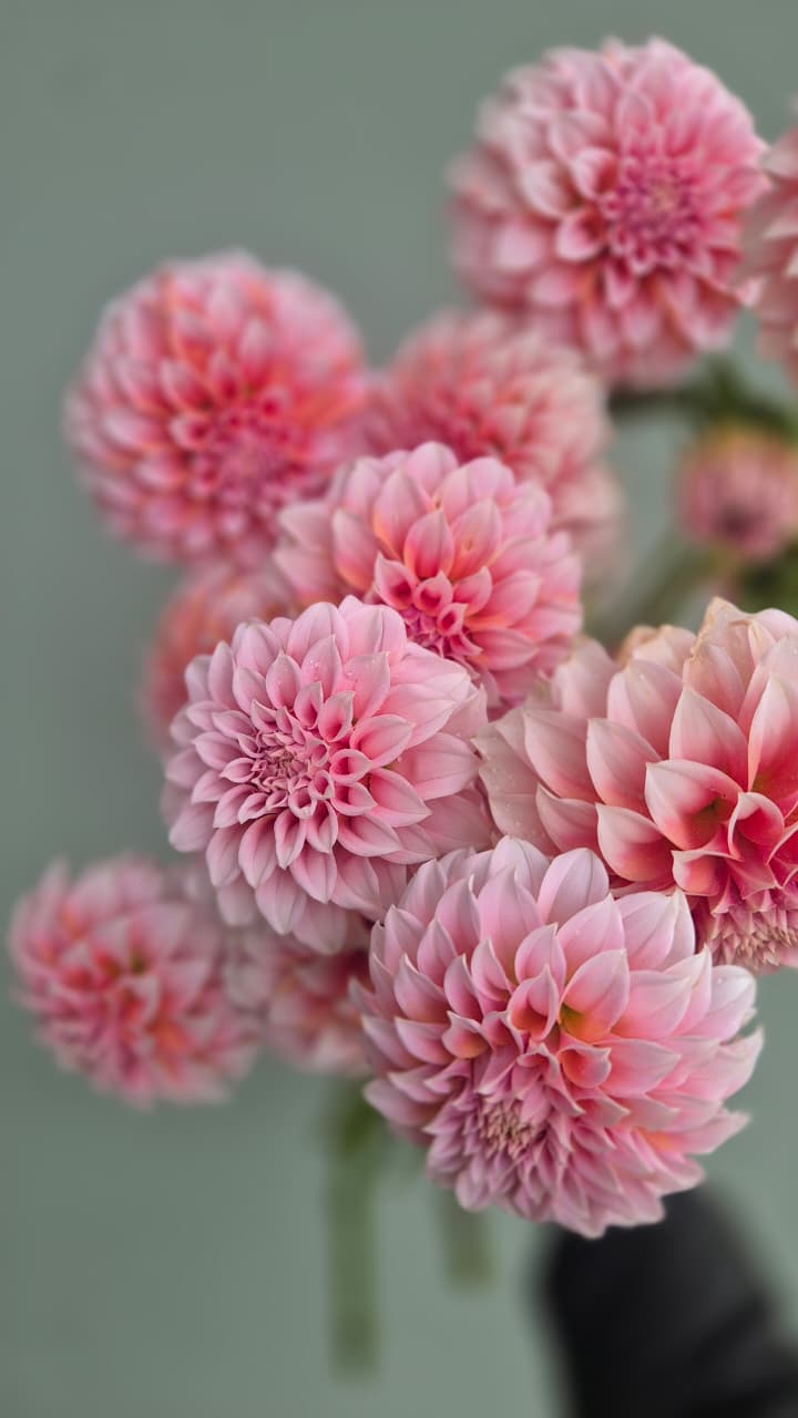 Dahlia “Peaches"