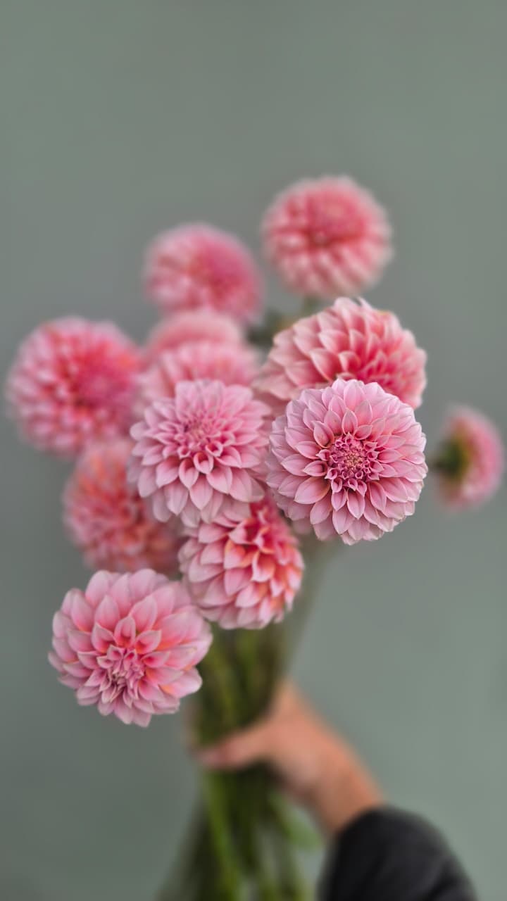 Dahlia “Peaches"