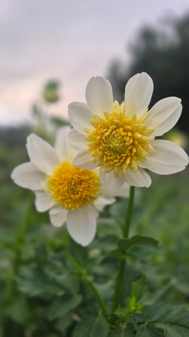 Dahlia "Platinum Blonde"