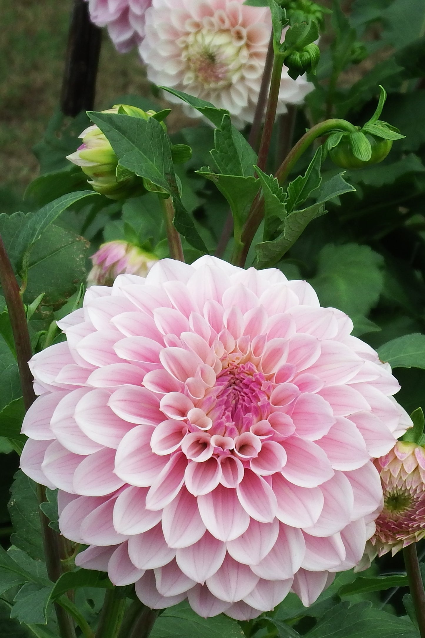 Dahlia "Rose Rebellion"