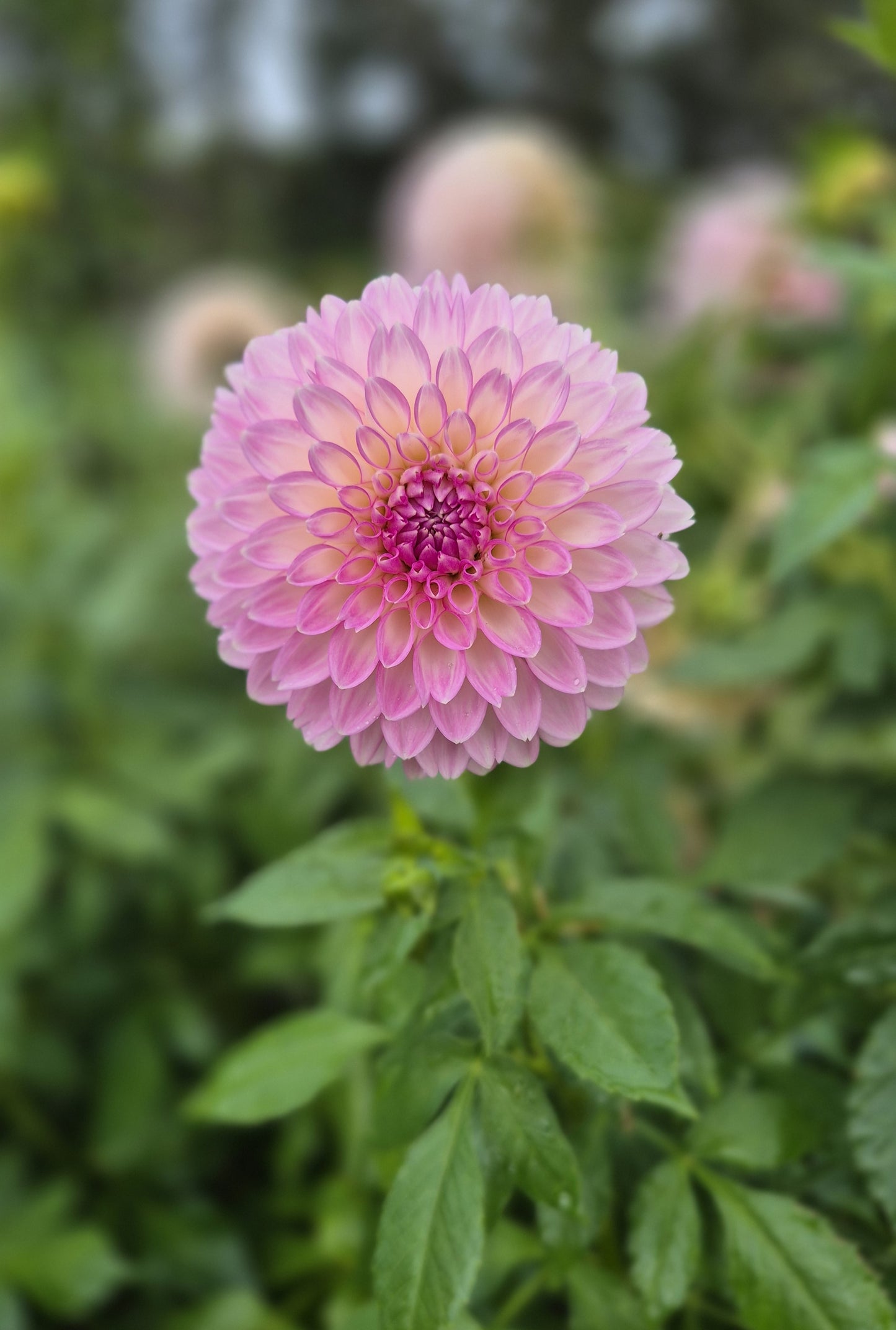 Dahlia "Sefton Silvertop"