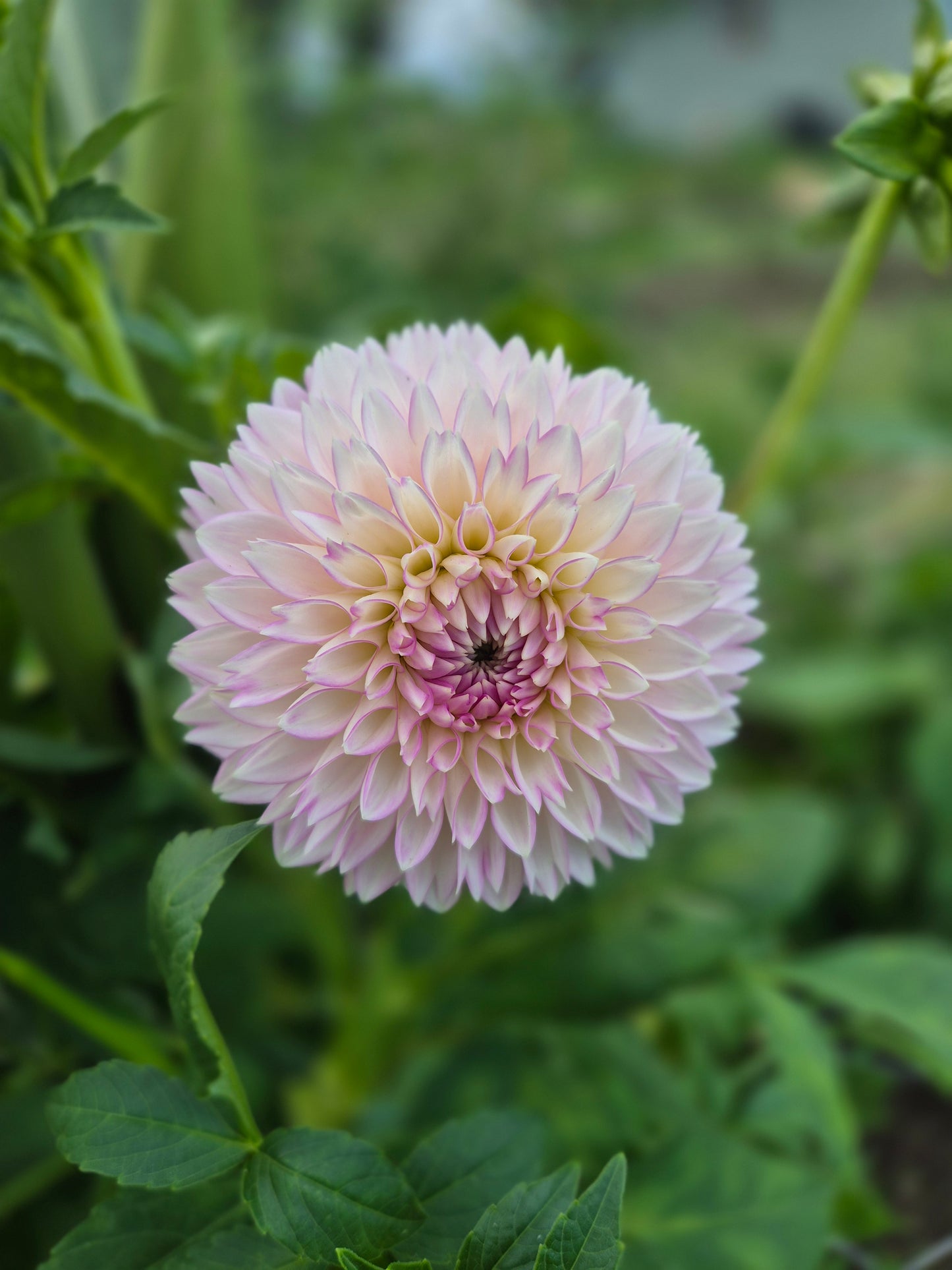 Dahlia "Sefton Silvertop"