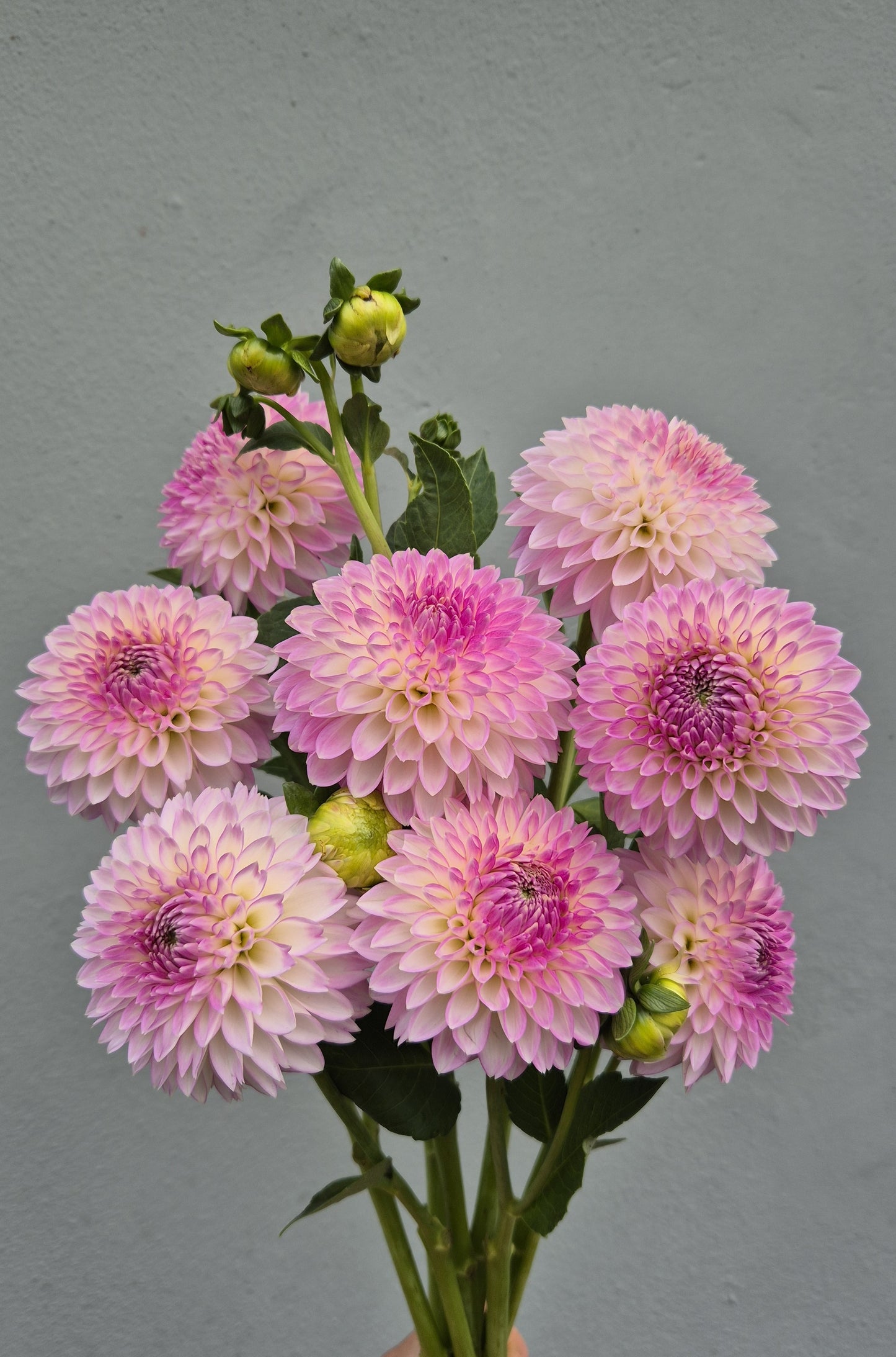 Dahlia "Sefton Silvertop"