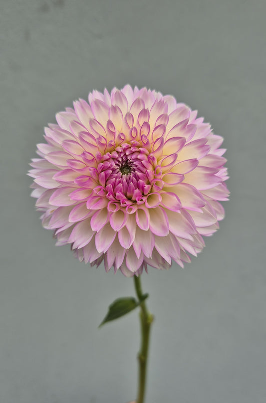 Dahlia "Sefton Silvertop"