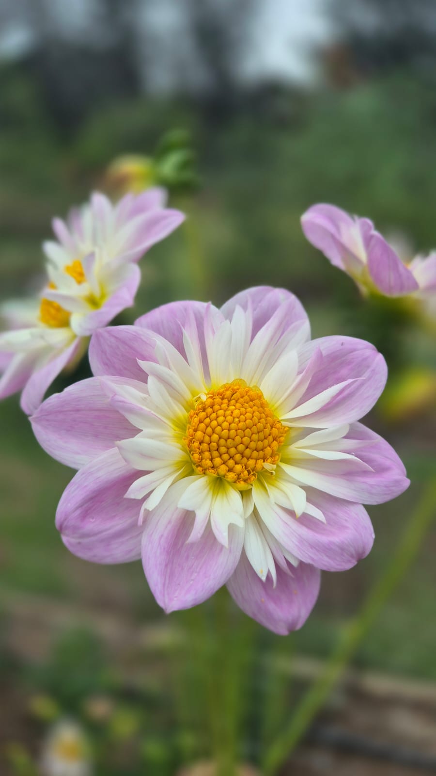 Dahlia “Teesbrooke Audrey"