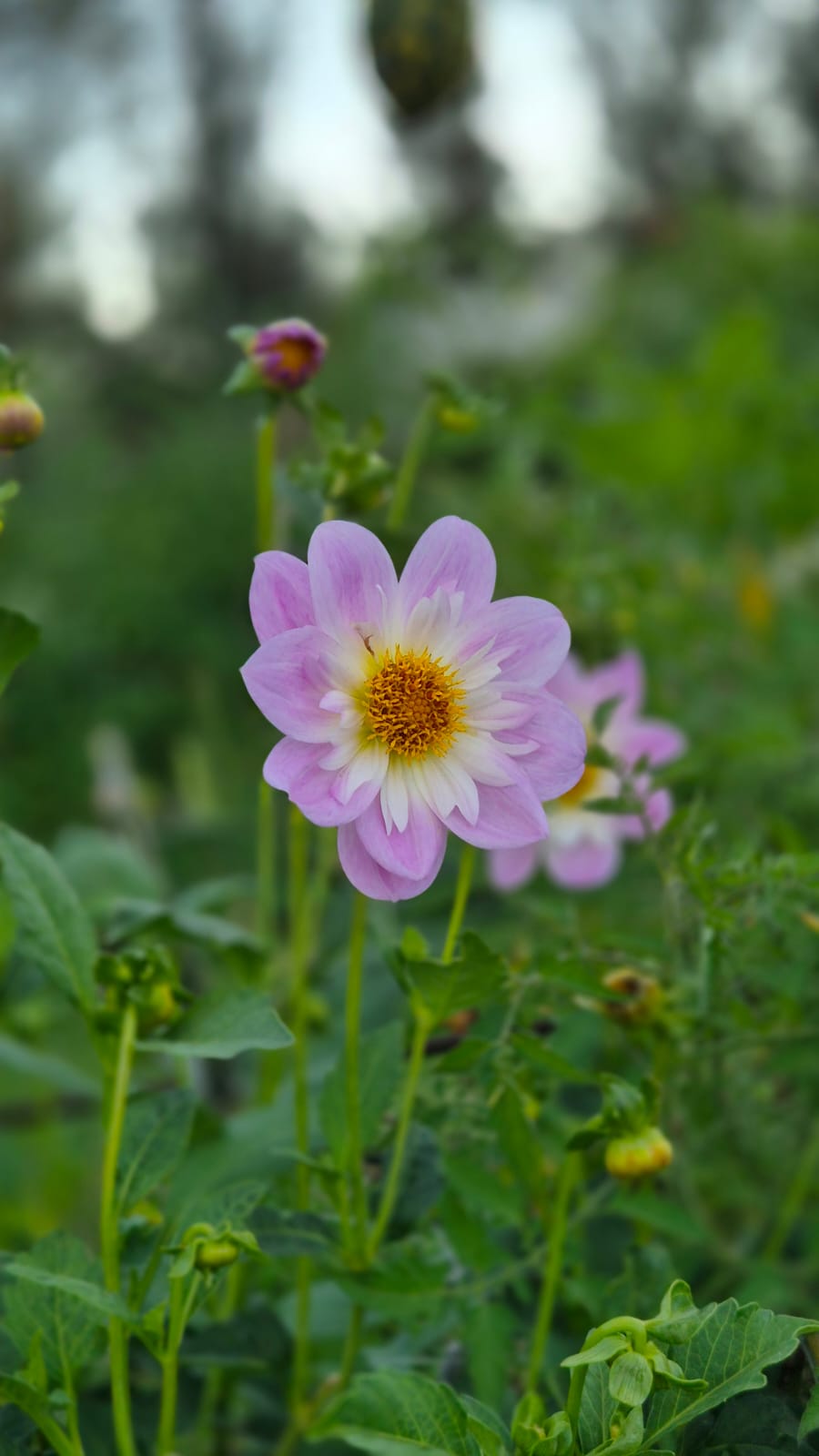 Dahlia “Teesbrooke Audrey"