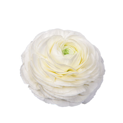 Ranunculus Bianco
