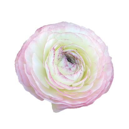 Ranunculus Bianco Sfumato