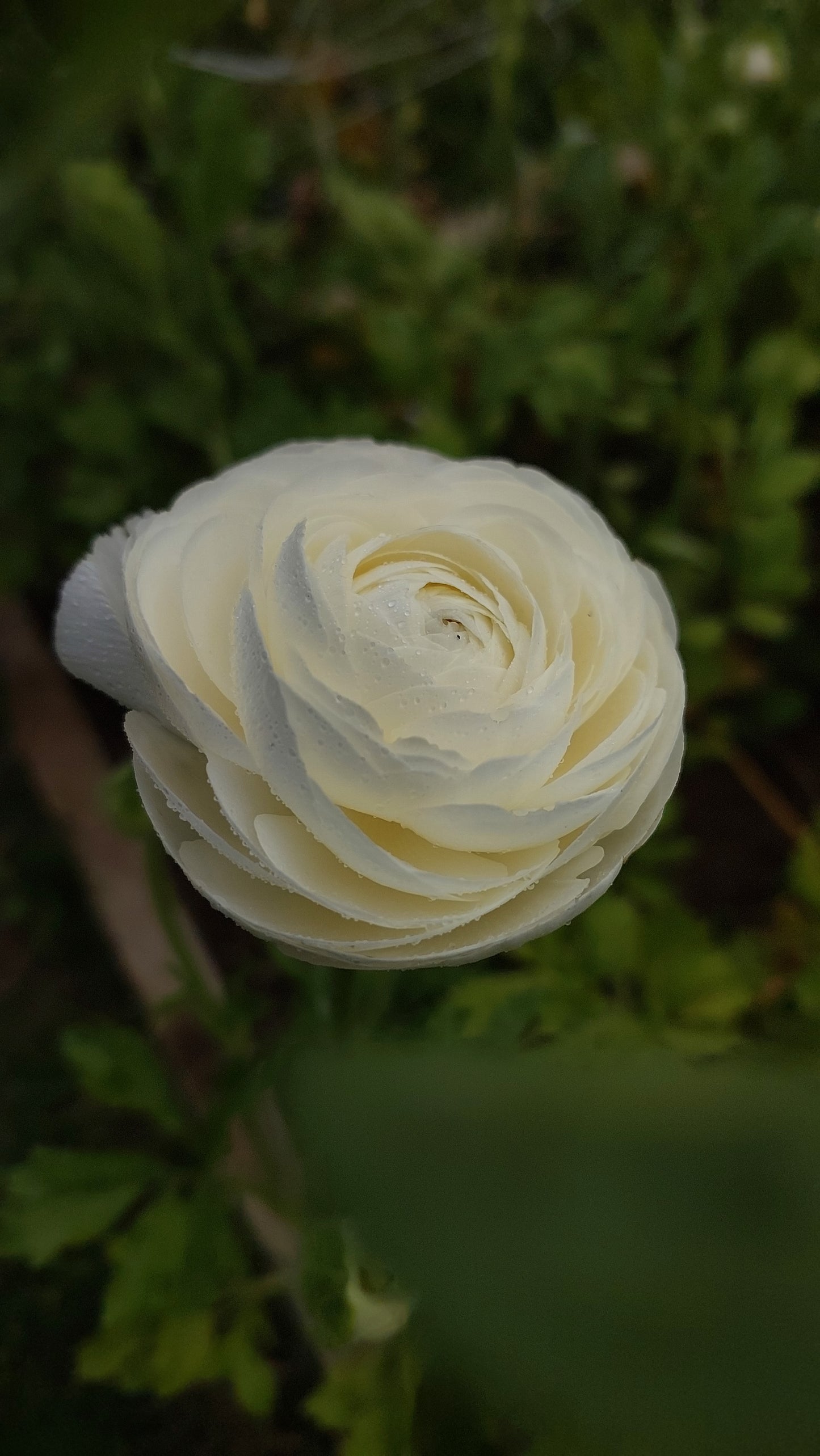 Ranunculus Crema