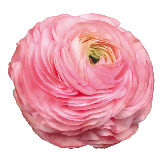 Ranunculus Rosa Chiaro
