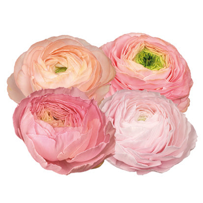 Ranunculus Pastello