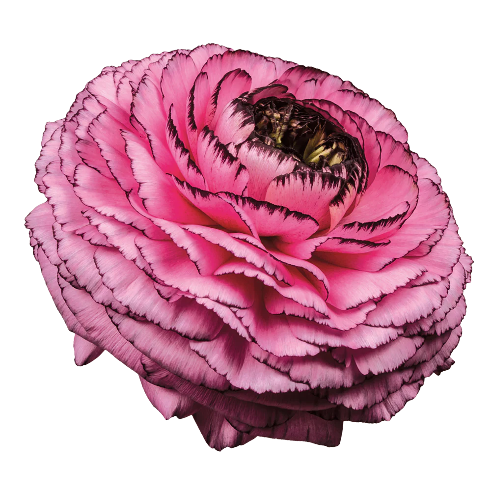 Ranunculus Rosa Striato