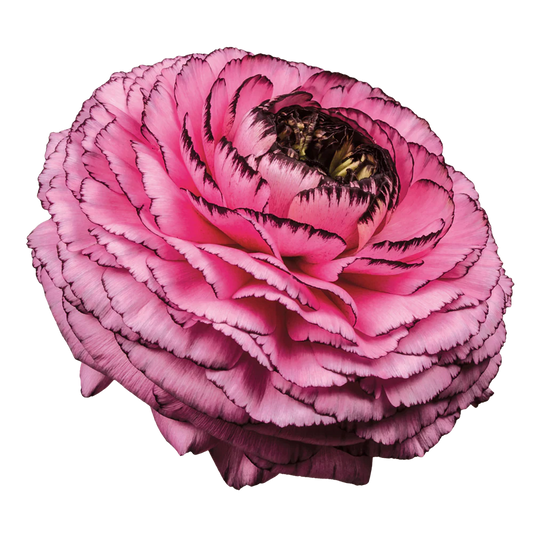Ranunculus Rosa Striato