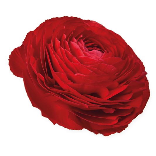 Ranunculus Rosso