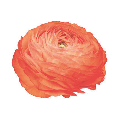 Ranunculus Salmone