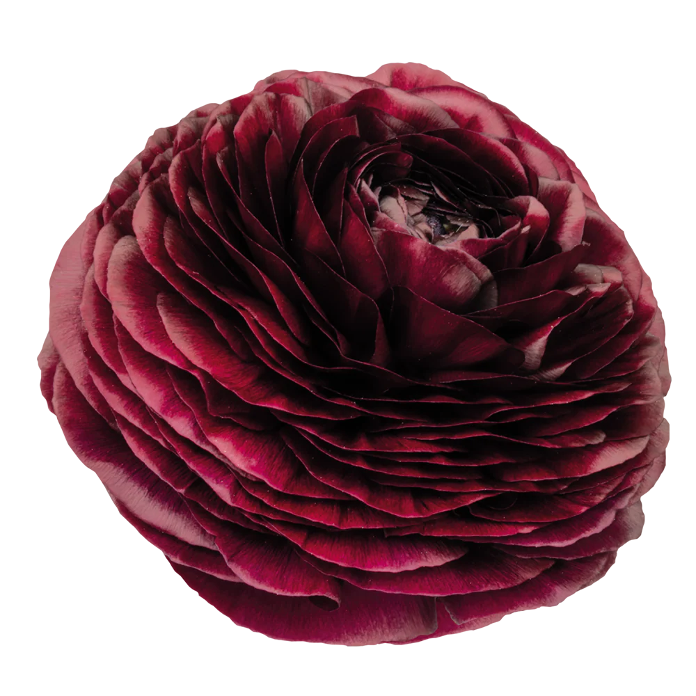 Ranunculus Viola