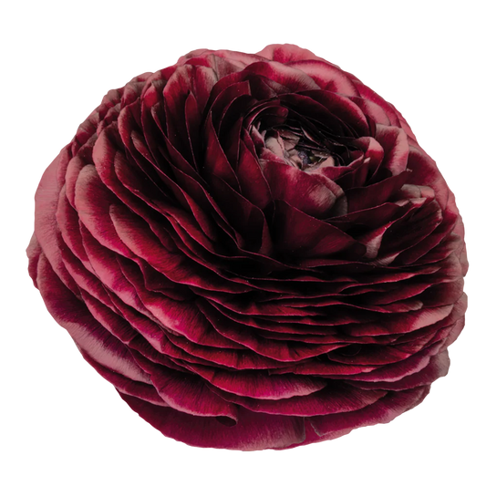 Ranunculus Viola
