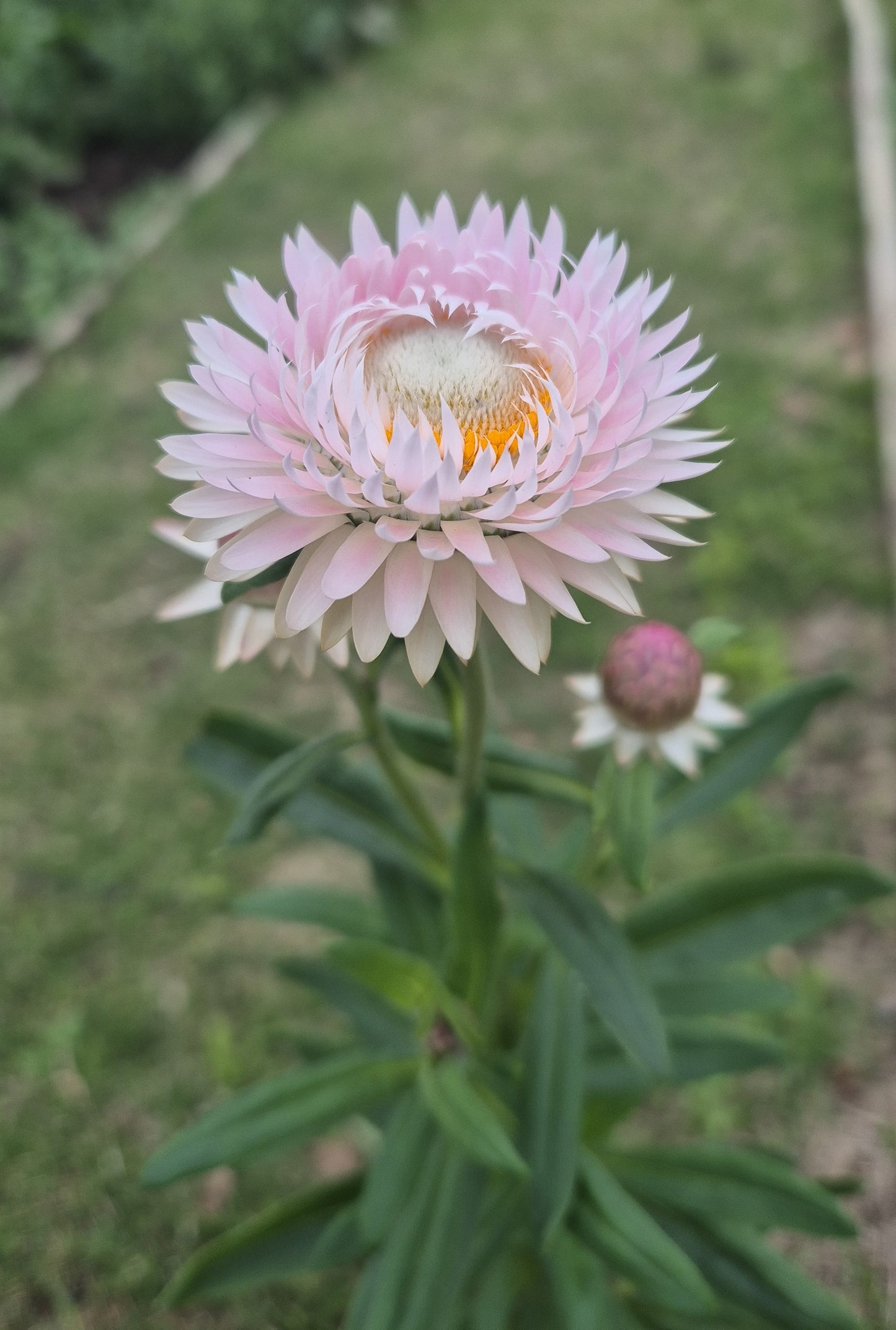 Strawflower "Silvery Rose"