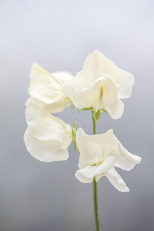 Sweet Pea "Cathy"