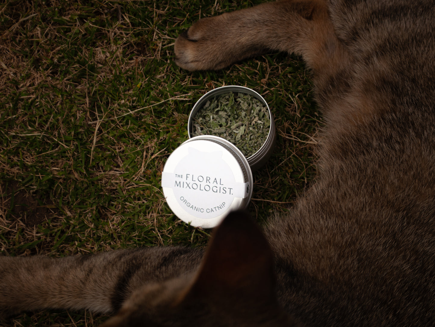 Organic Garden Catnip