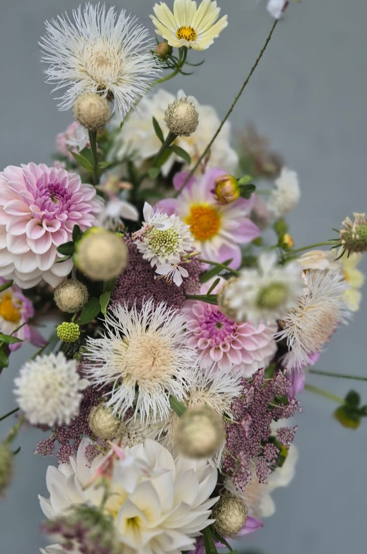 Centaurea "Aloha Blanca"
