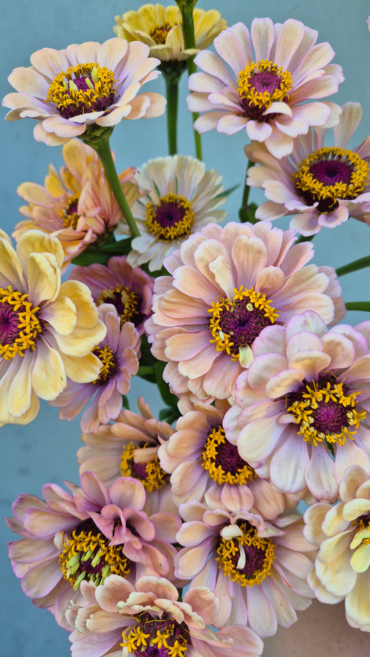 Zinnia Large flowered