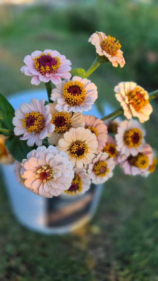 Zinnia Little Flower Girl