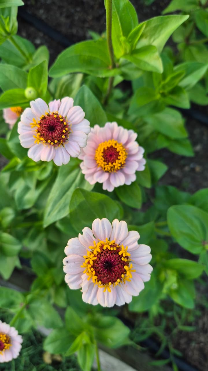 Zinnia Little Flower Girl